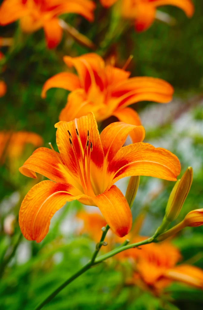Orange Lily Trumpet-shaped Blooms Petals Stamen Close Up Garden