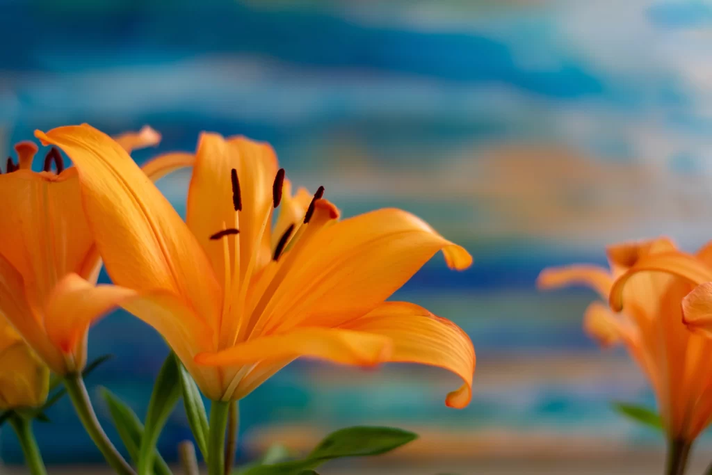 Orange Lily Trumpet-Shaped Blooms Close Up Petals
