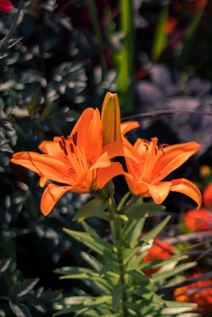 Orange Lily Trumpet-shaped Blooms Close Up Garden gray Blooming