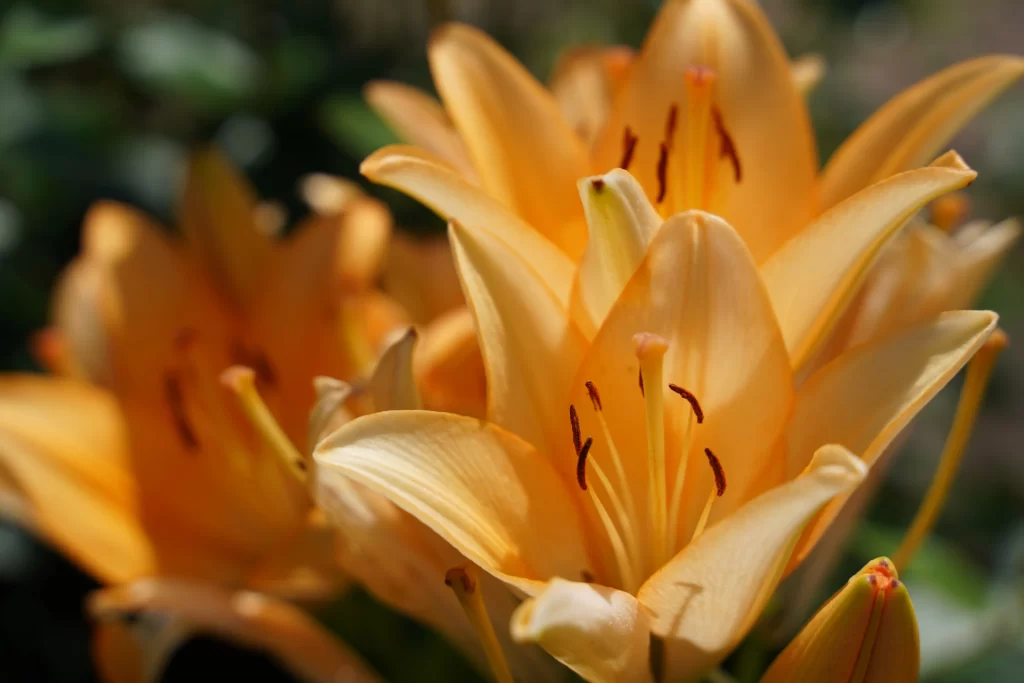 Orange Lily Trumpet-shaped Blooms Close Up Garden neutral Blooming
