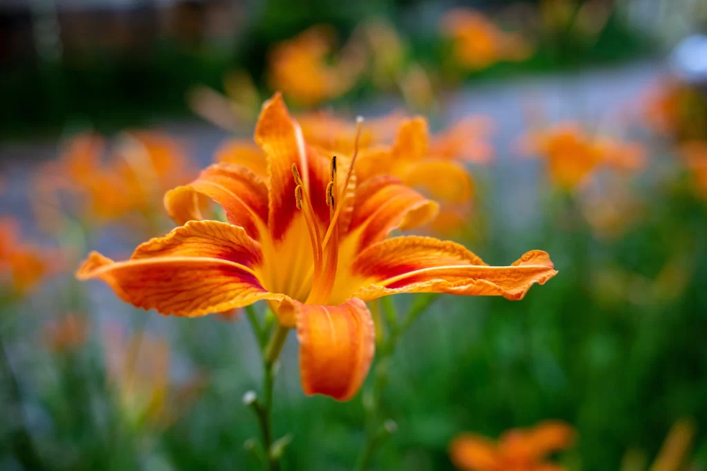 Orange Lily Trumpet-shaped Blooms Petals Close Up neutral Garden