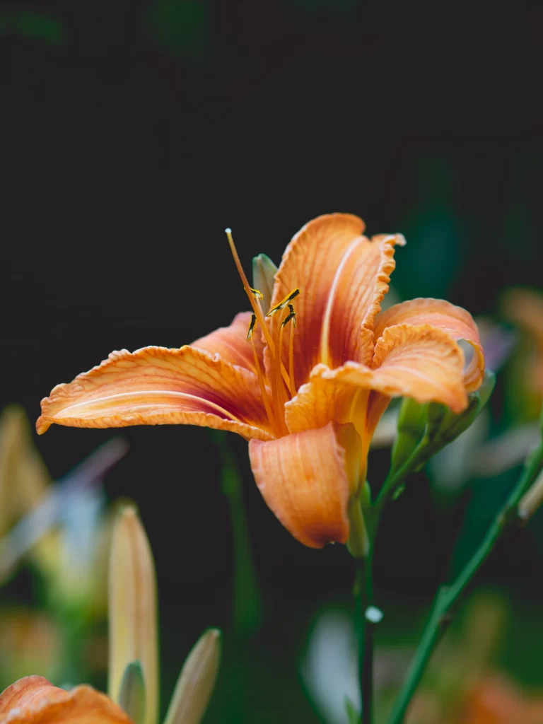 Orange Lily Trumpet-shaped Blooms Petals Close Up gray Garden