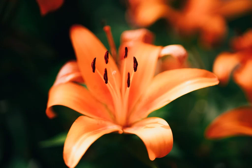 Orange Lily Trumpet-shaped Blooms Petals Stamen Close Up