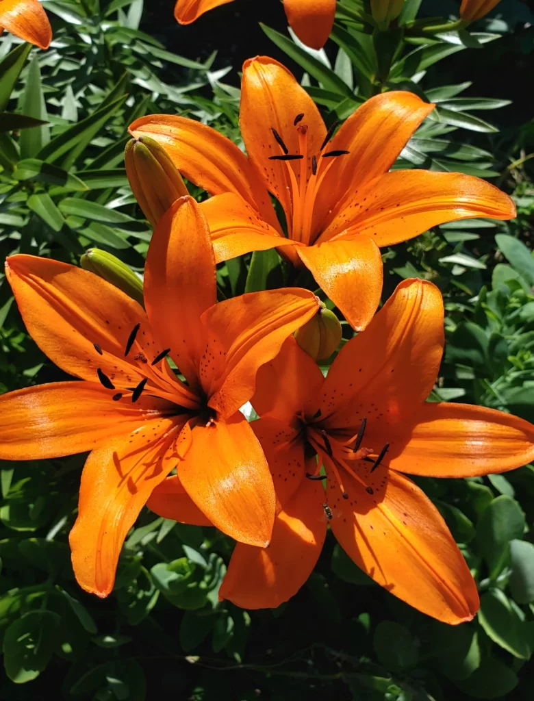 Orange Lily Trumpet-Shaped Blooms Close Up Garden Blooming