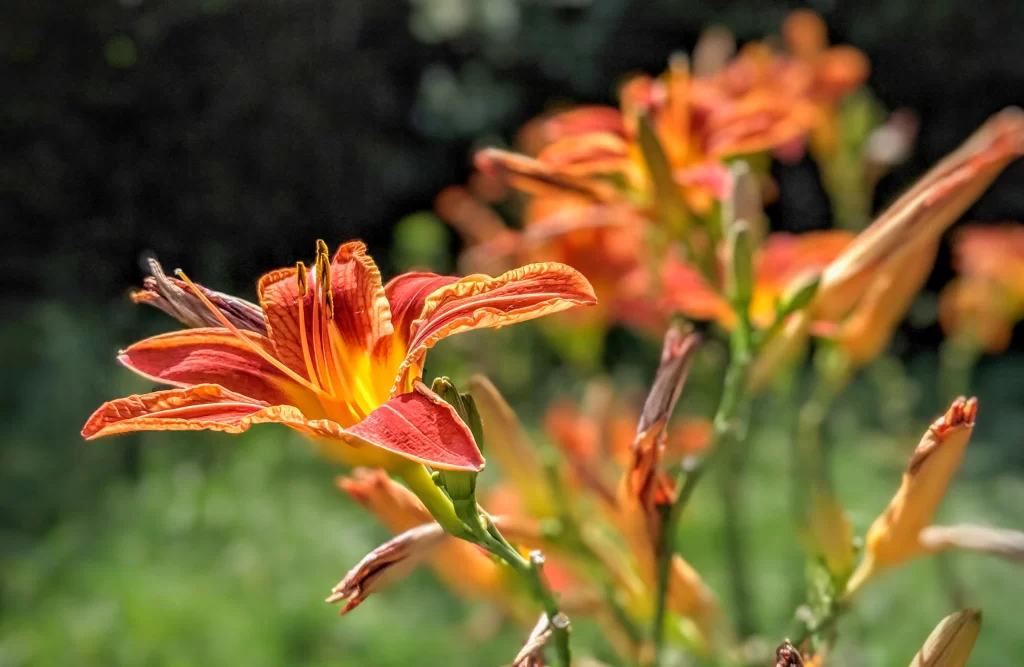 Orange Lily Trumpet-shaped Blooms Petals Sunlit Garden