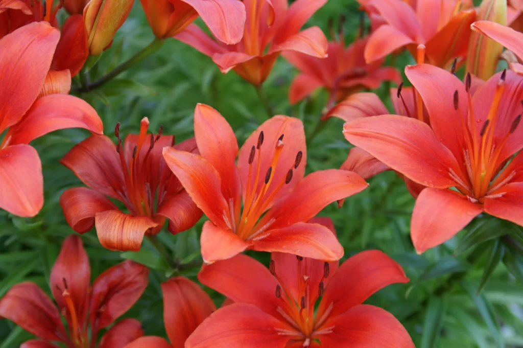 Orange Lily Trumpet-Shaped Blooms Close Up Garden Blooming Macro