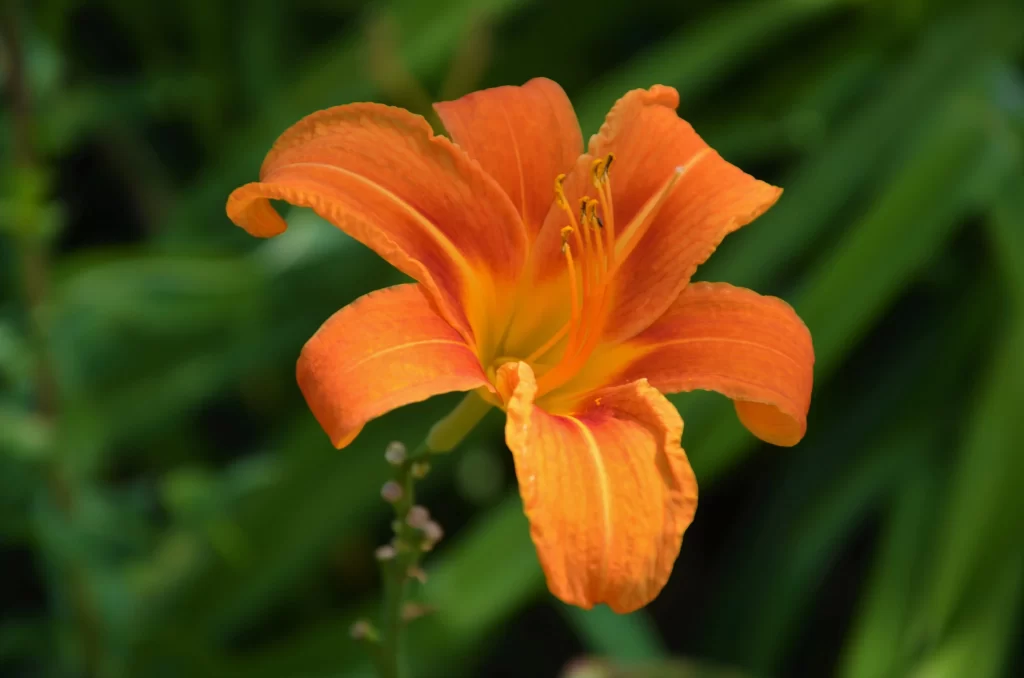 Orange Lily Trumpet-shaped Blooms Petals Stamen Garden