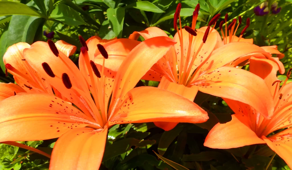 Orange Lily Trumpet-shaped Blooms Close Up Garden Blooming golden Macro