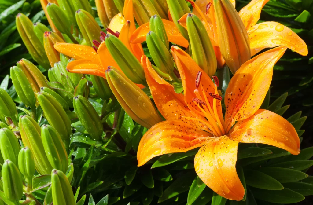 Orange Lily Trumpet-shaped Blooms Close Up Garden Blooming neutral Macro