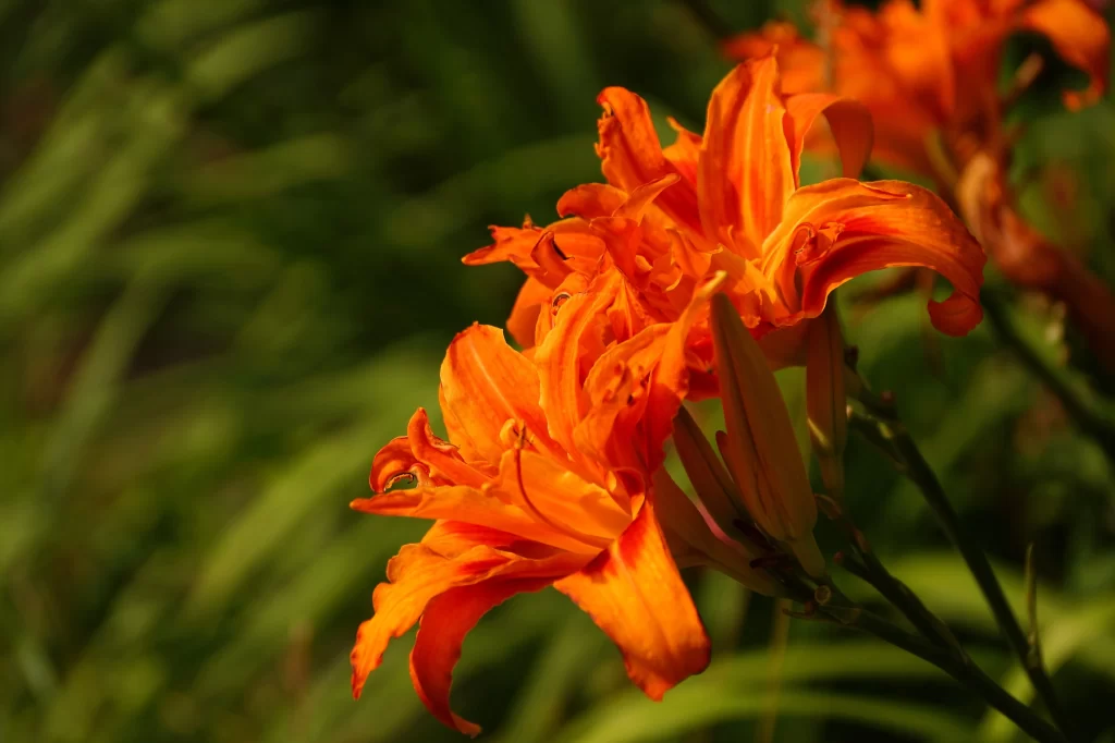 Orange Lily Trumpet-shaped Blooms Close Up Garden neutral Blooming