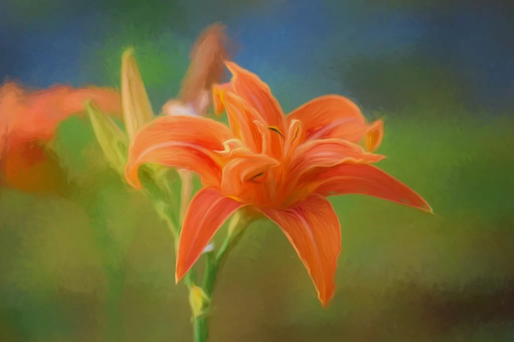 Orange Lily Trumpet-shaped Blooms Petals Close Up neutral Garden