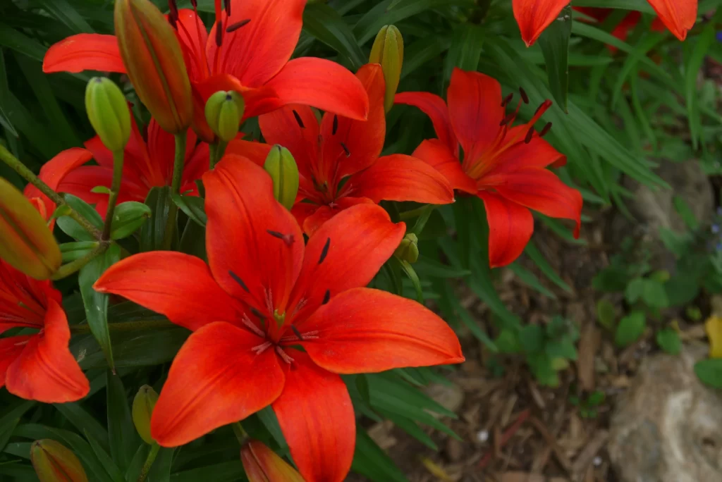 Orange Lily Trumpet Shaped Blooms Close Up Garden neutral Blooming