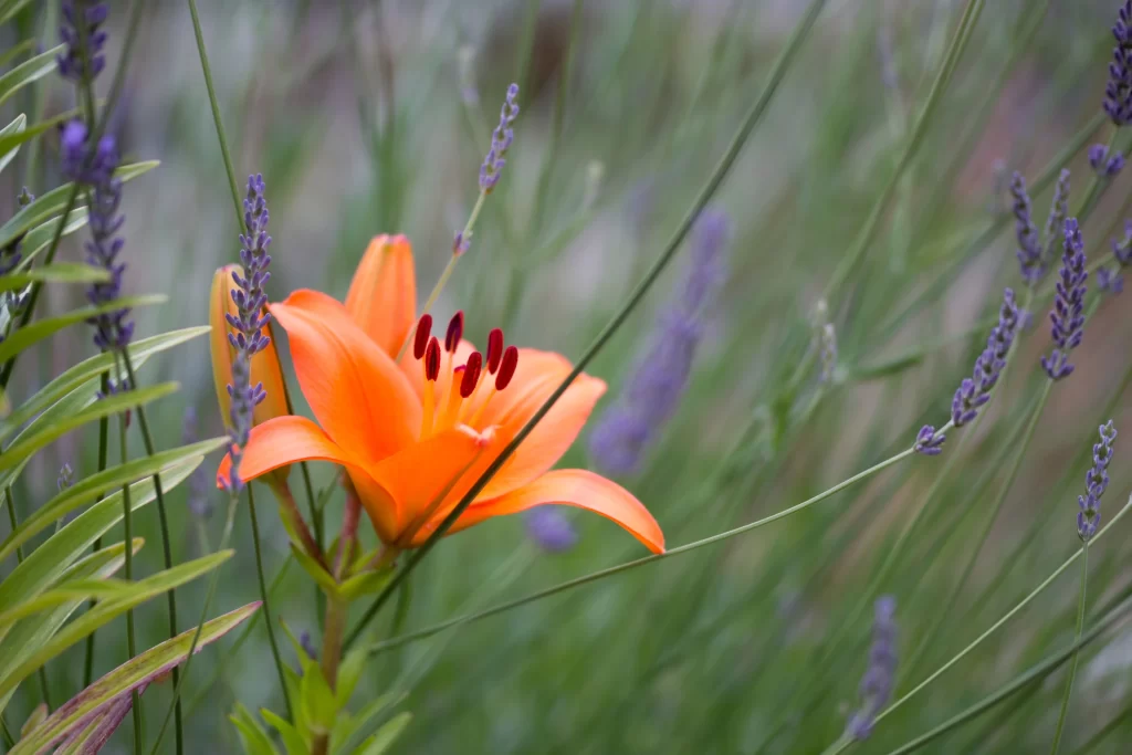 Orange Lily Trumpet-shaped Blooms Close Up Garden gray Blooming