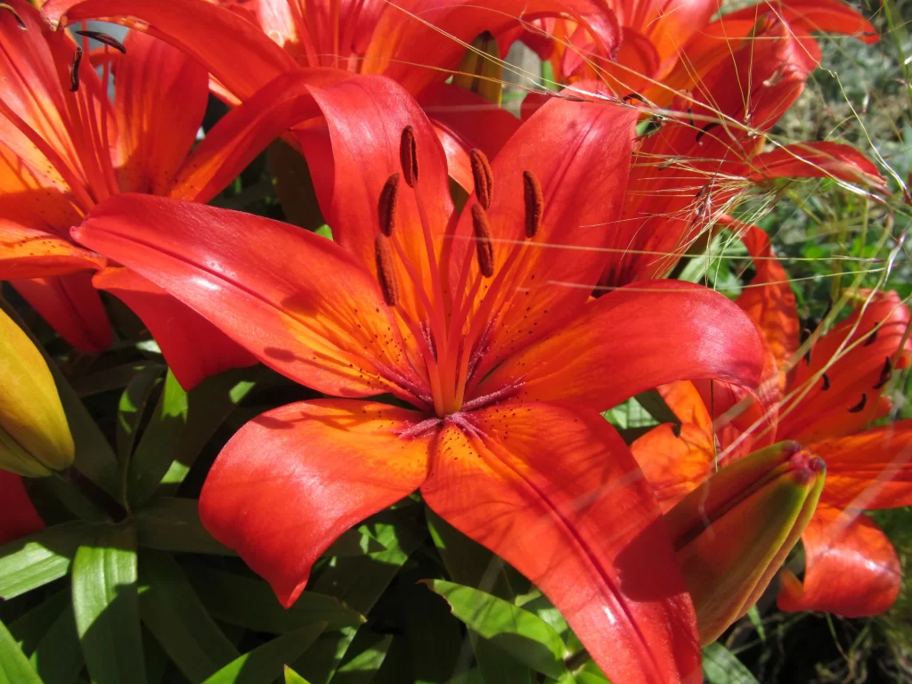 Orange Lily Trumpet Shaped Blooms Close Up Garden red Blooming