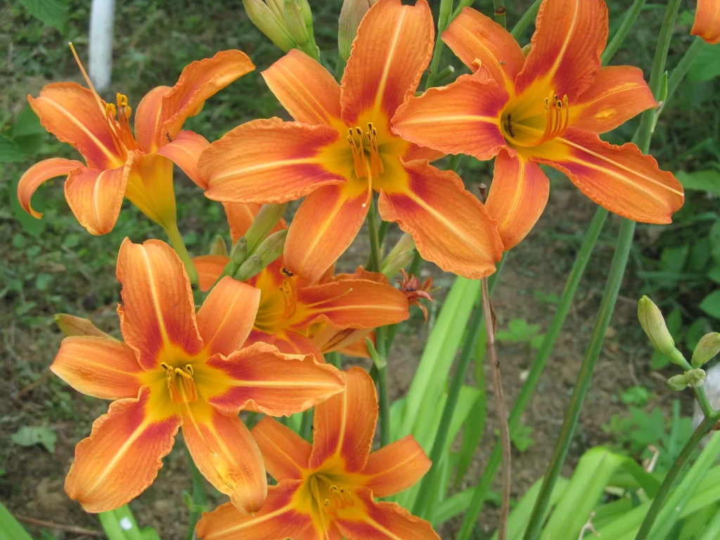 Orange Lily Trumpet Shaped Blooms Petals Yellow Center Garden