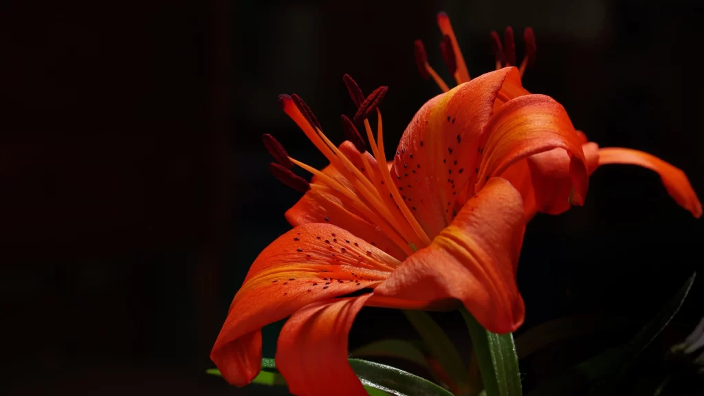 Orange Lily Trumpet-shaped Blooms Close Up Spotted Petals