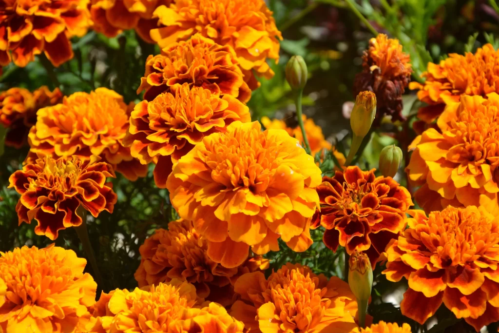 Orange Marigold Bright Petals Dense Blooms