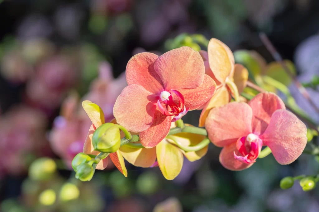 Orange Orchid Petals Blooming Sunlight