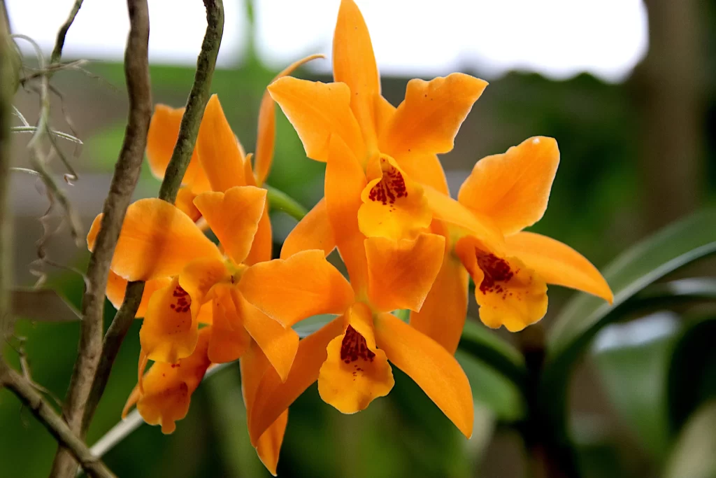 Orange Orchid Petals Bright Blooming