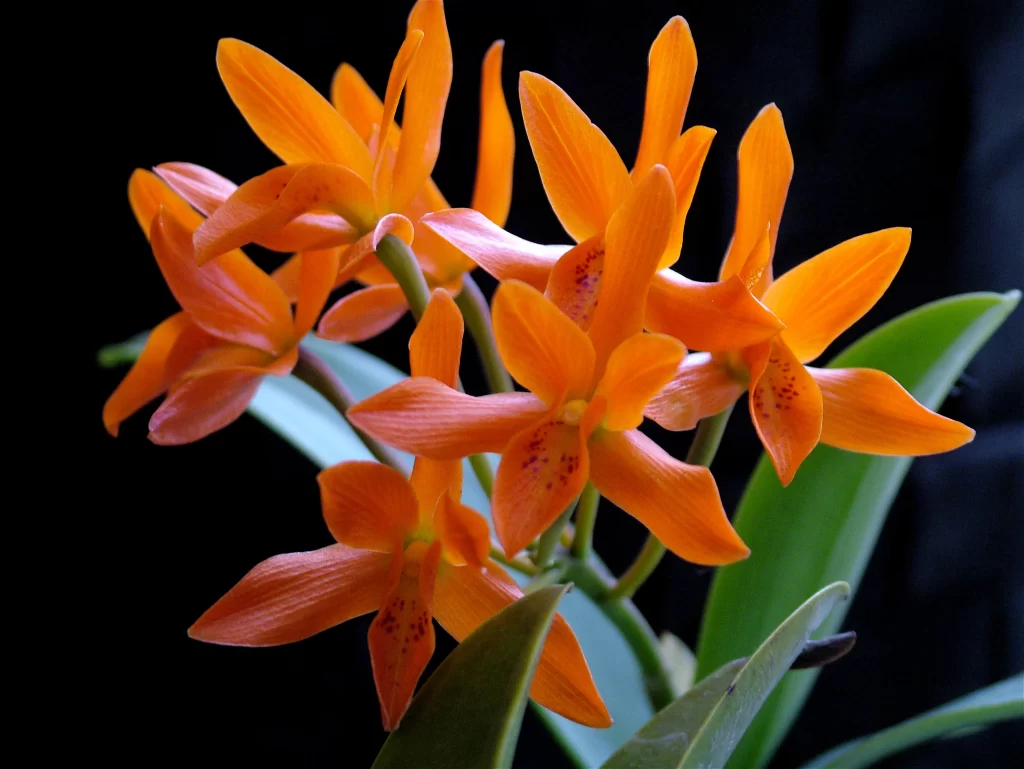 Orange Orchid Petals Bright Green Leaves
