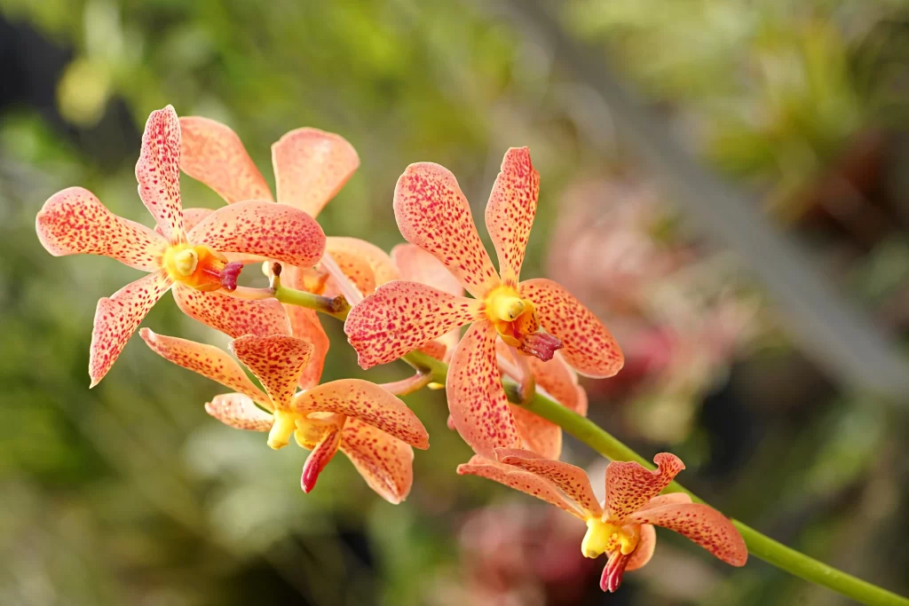 Orange Orchid Petals Speckled Yellow