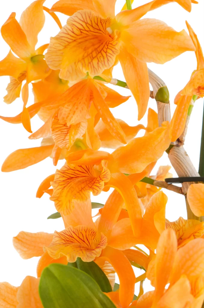 Orange Orchid Petals Vibrant Blooms
