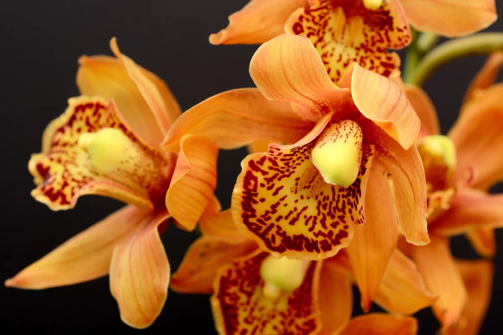 Orange Orchid Petals Yellow Spots