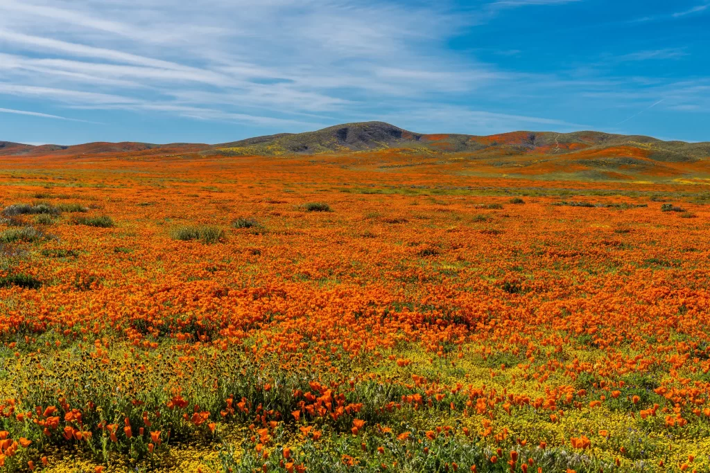 Orange Poppy Flower Blooming Field Macro