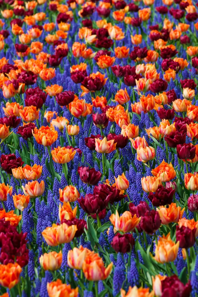 Orange Red Purple Tulip Dense Blooms