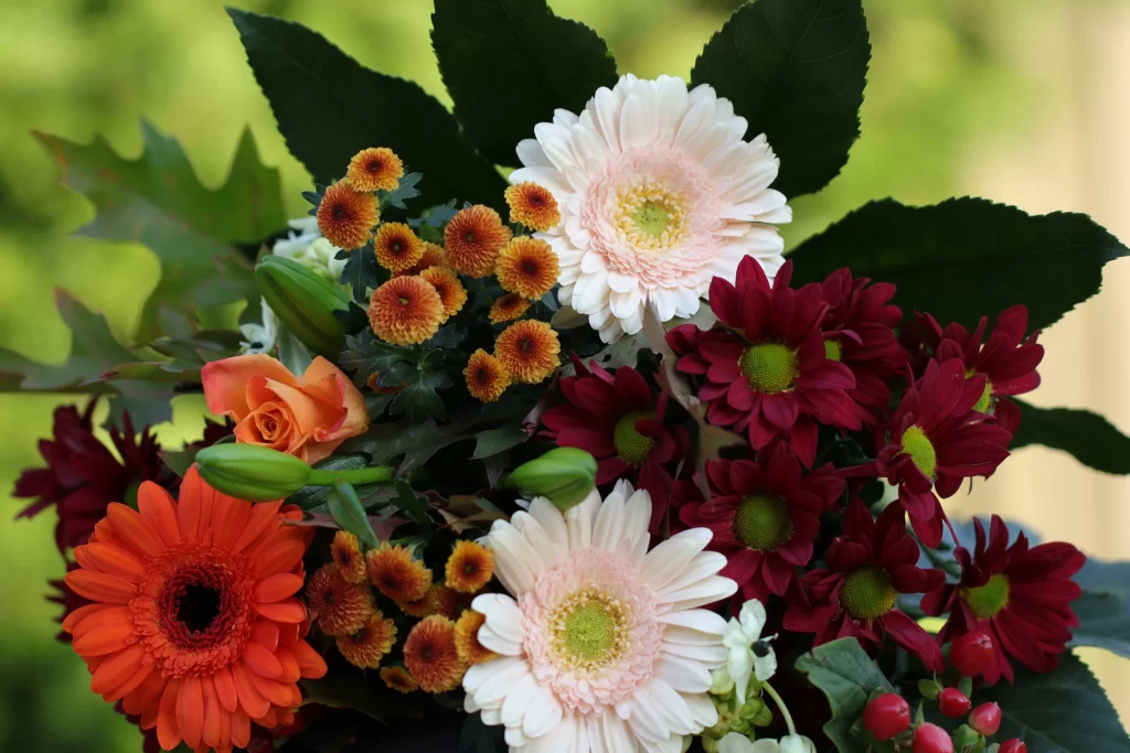 Orange Red White Yellow Petals Green Leaves