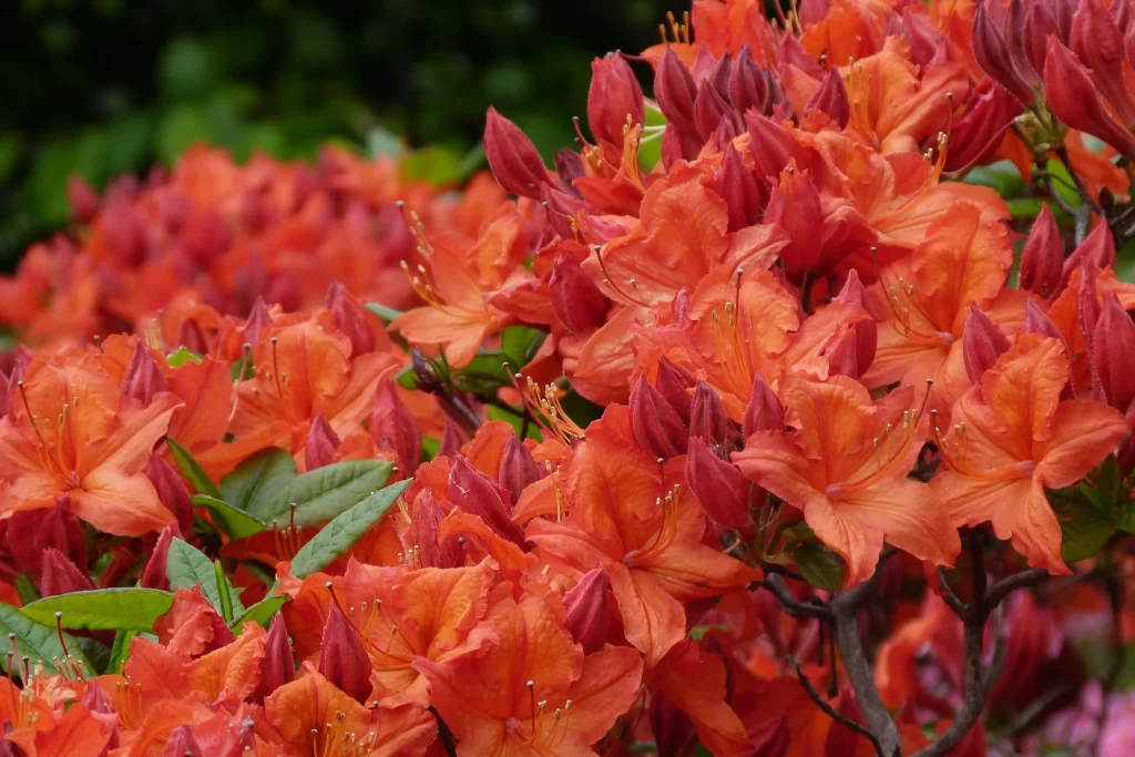 Orange Rhododendron Blooms Petals Green Leaves