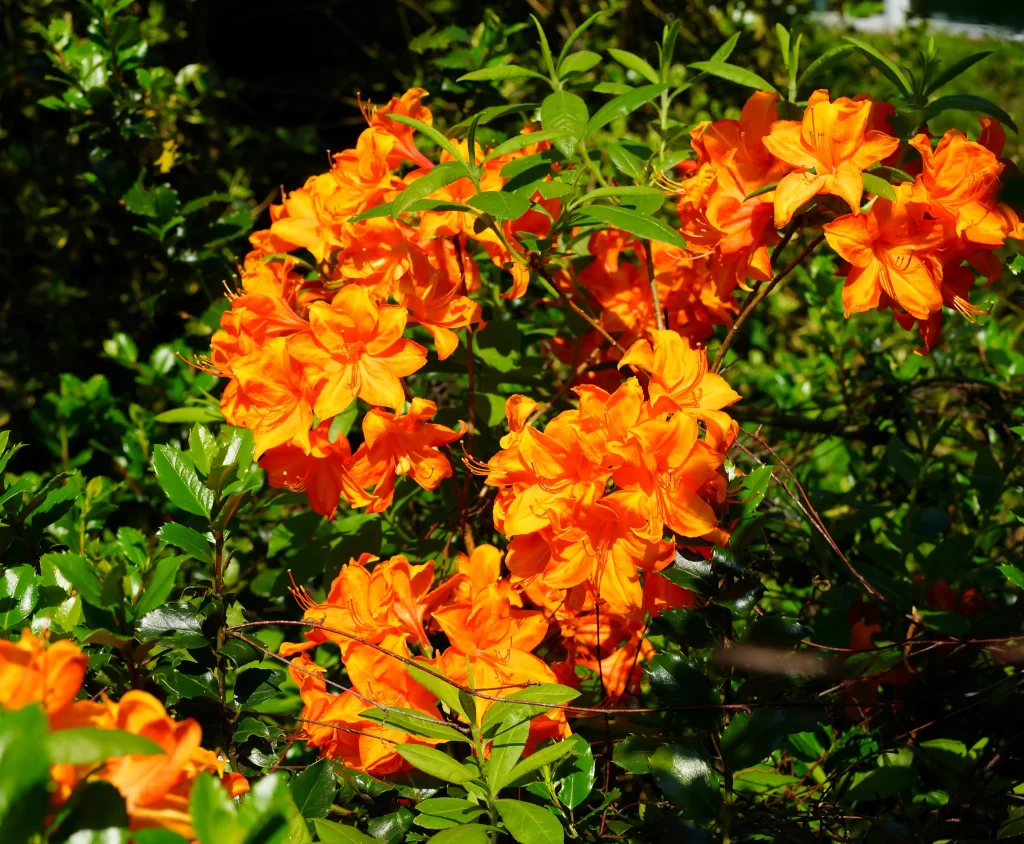 Orange Rhododendron Bright Petals Dense Bush