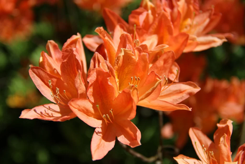 Orange Rhododendron Petals Sunlight Vibrant Blooming
