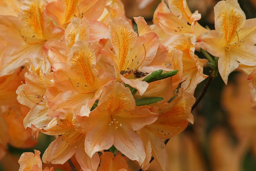 Orange Rhododendron Petals Blooming Nature