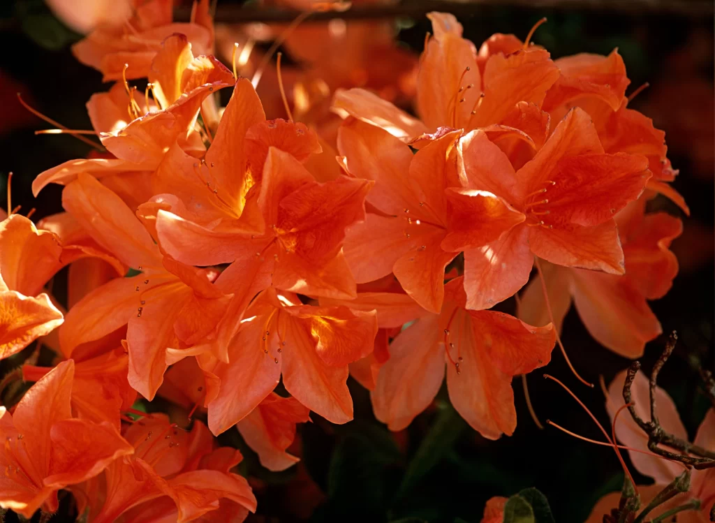 Orange Rhododendron Petals Sunlight Vibrant