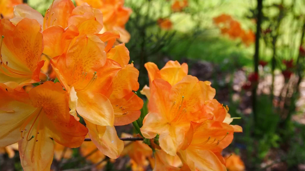 Orange Rhododendron Petals Bright Blooming Nature