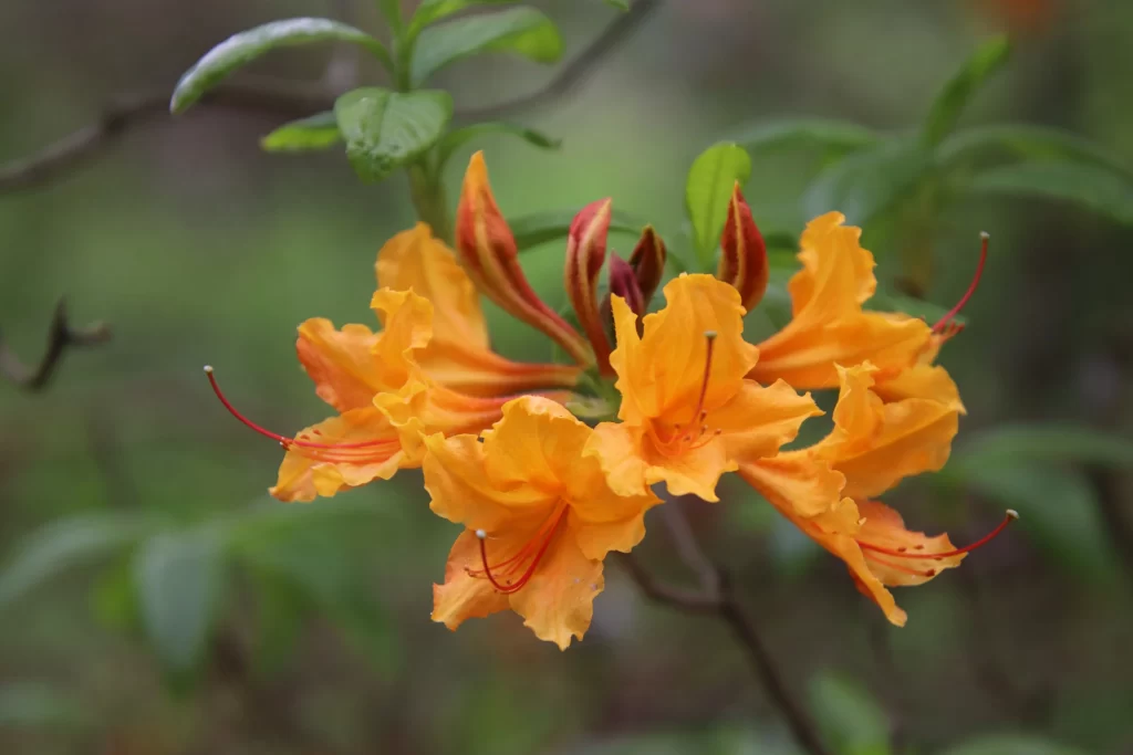 Orange Rhododendron Petals Vibrant Blooms Nature