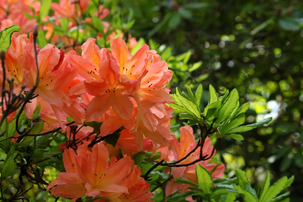 Orange Rhododendron Petals Green Leaves