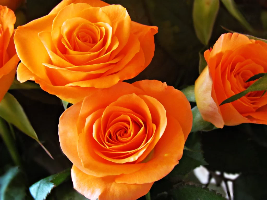 Orange Rose Petals Green Leaves