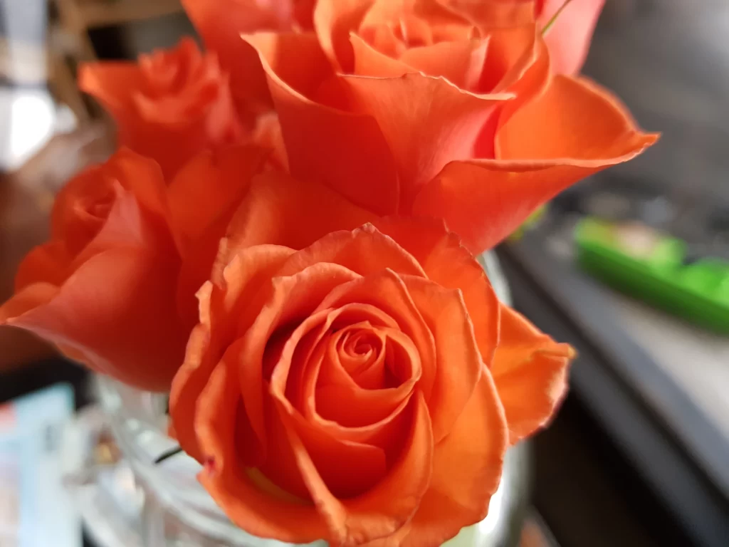 Orange Rose Petals Red Bloom