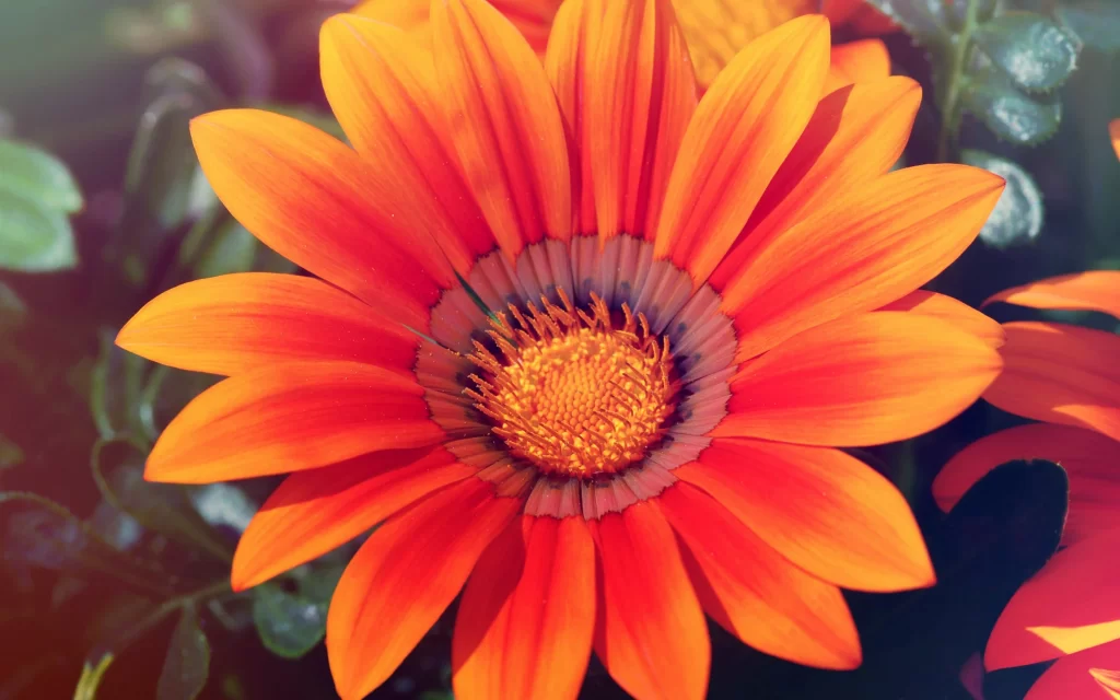 Orange Sunflower Yellow Center Green Leaves