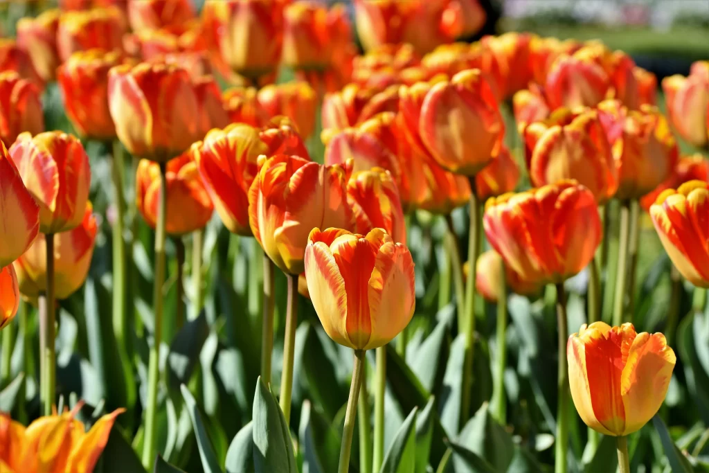 Orange Tulip Bright Petals Sunlight Green Leaves