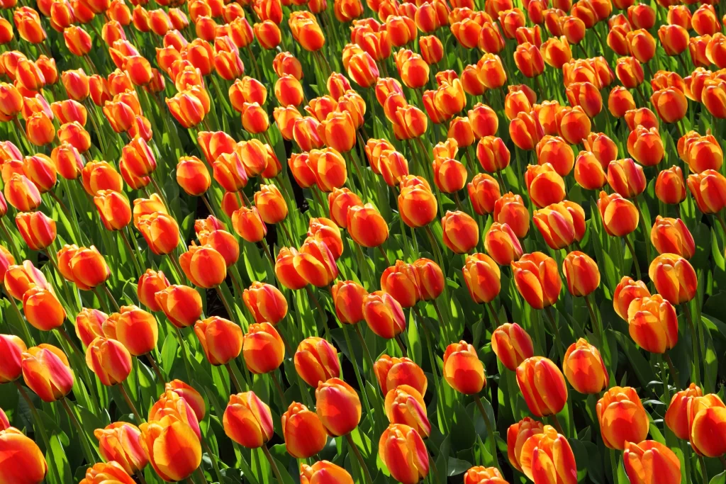 Orange Tulip Bright Petals Sunlit Field