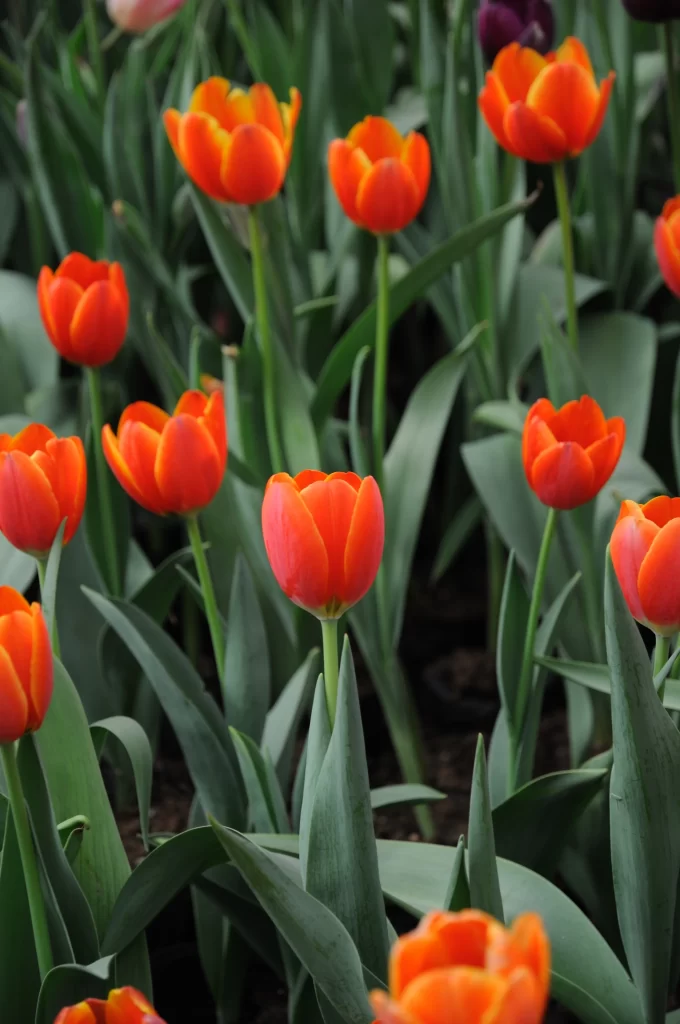 Orange Tulip Bright Petals Green Leaves