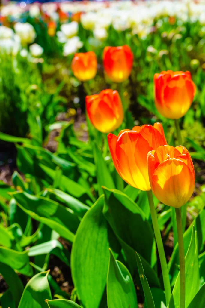 Orange Tulip Bright Petals Sunlit Green Leaves