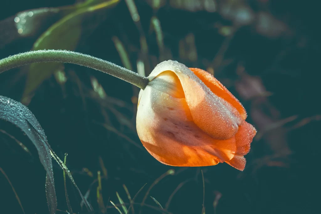 Orange Tulip Dewdrops Petals Stem