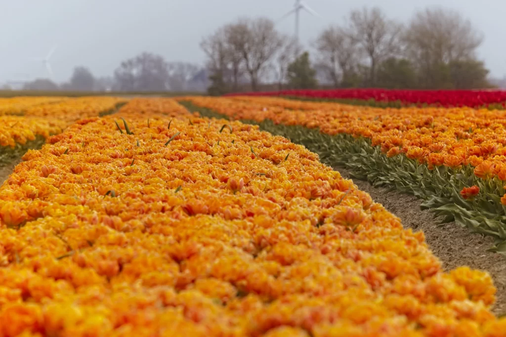 Orange Tulip Field Blooming Petals