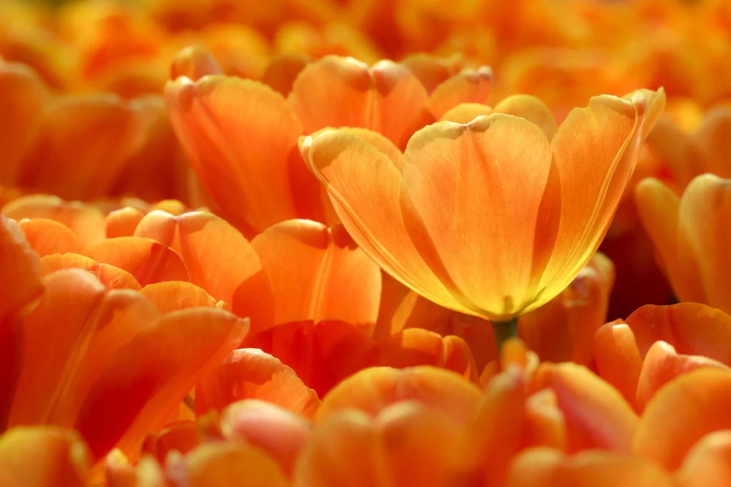 Orange Tulip Petals Bright Sunlight