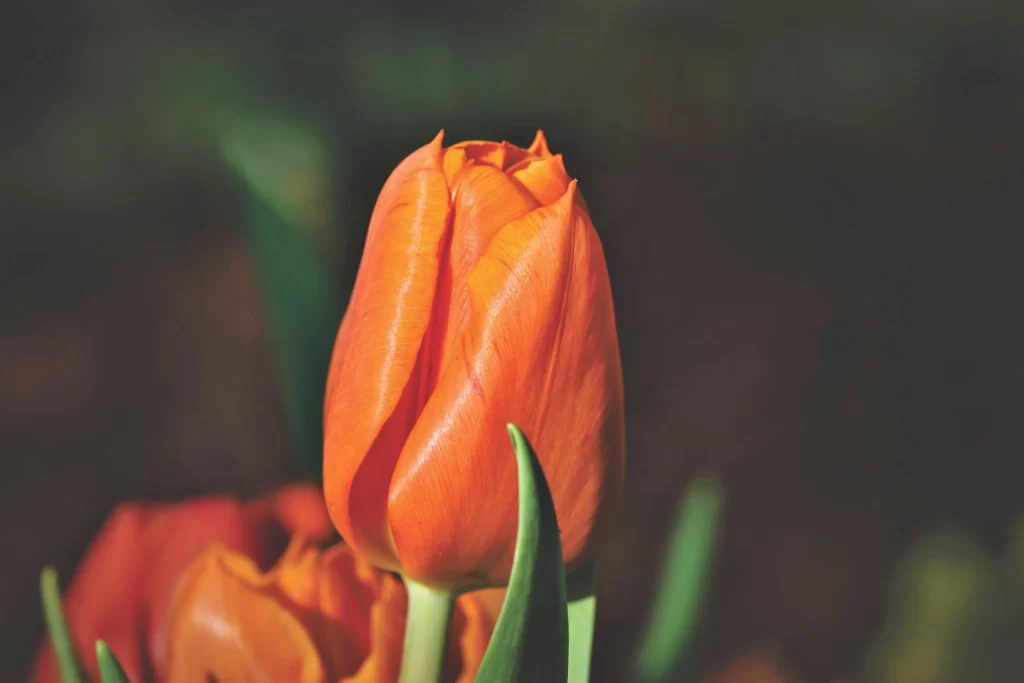 Orange Tulip Petals Green gray Leaves
