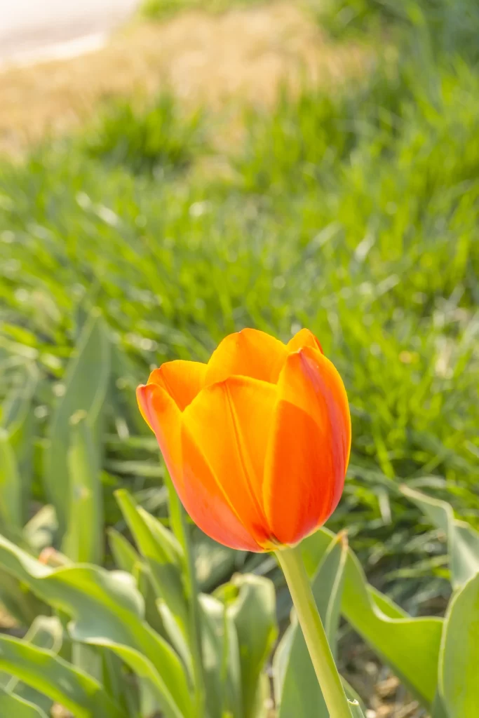 Orange Tulip Petals Green warm Leaves